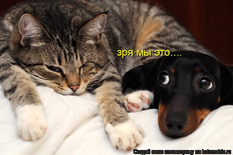 зря мы это....... Котоматрица: зря мы это....