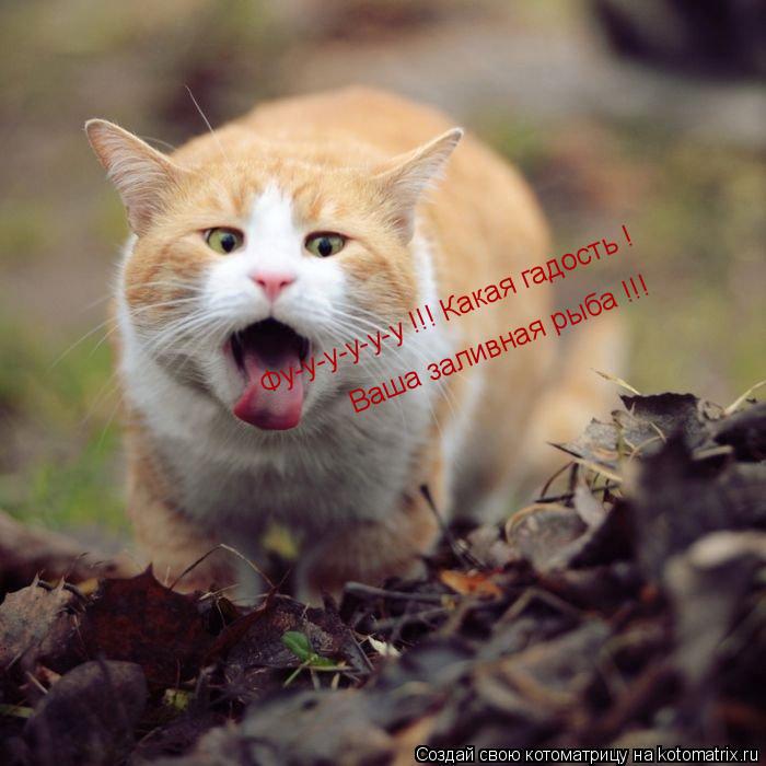 Фу-у-у-у-у-у !!! Какая гадость ! Ваша заливная рыба !!!... Котоматрица: Фу-у-у-у-у-у !!! Какая гадость ! Ваша заливная рыба !!!