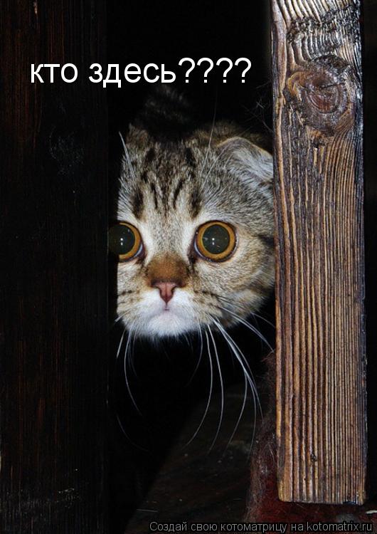 кто здесь????... Котоматрица: кто здесь????