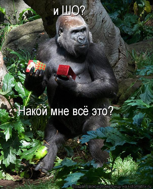 Котоматрица: Накой мне всё это? и ШО?