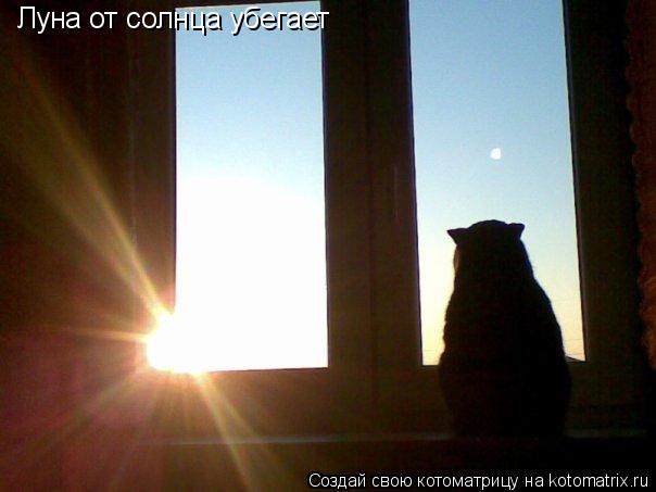 Луна от солнца убегает... Котоматрица: Луна от солнца убегает