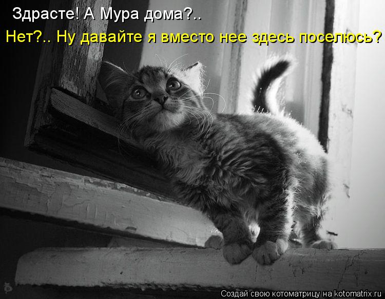 Здрасте! А Мура дома?.. Нет?.. Ну давайте я вместо нее здесь поселюсь?... Котоматрица: Здрасте! А Мура дома?.. Нет?.. Ну давайте я вместо нее здесь поселюсь?