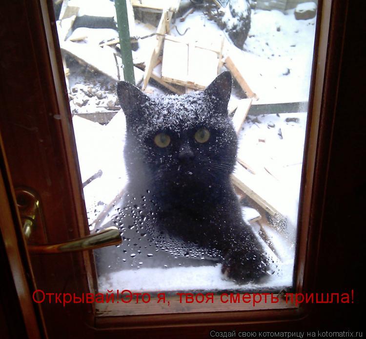 Открывай!Это я, твоя смерть пришла!... Котоматрица: Открывай!Это я, твоя смерть пришла!