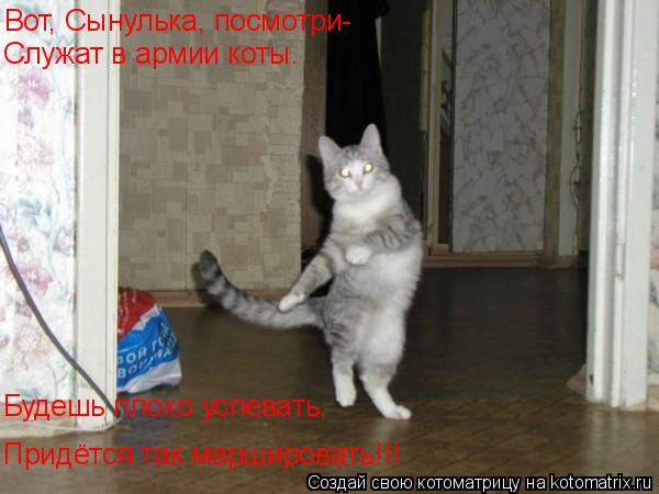 Котоматрица: Вот, Сынулька, посмотри- Служат в армии коты. Будешь плохо успевать, Придётся так маршировать!!!
