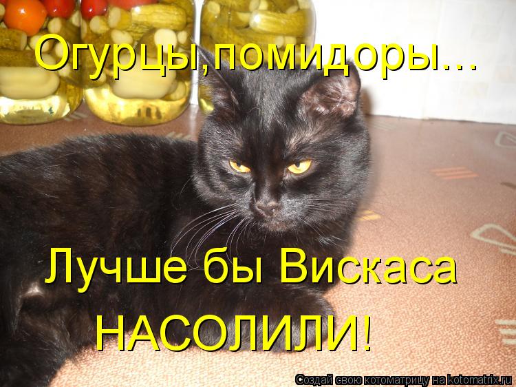 Огурцы,помидоры... Лучше бы Вискаса НАСОЛИЛИ!... Котоматрица: Огурцы,помидоры... Лучше бы Вискаса НАСОЛИЛИ!