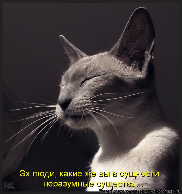 Котоматрица: Эх люди, какие же вы в сущности  неразумные существа...