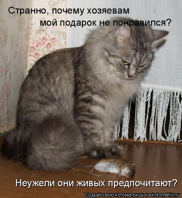 Котоматрица: Странно, почему хозяевам мой подарок не понравился? Неужели они живых предпочитают?