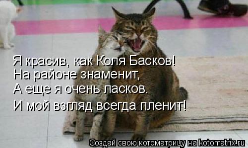 Котоматрица: Я красив, как Коля Басков! И мой взгляд всегда пленит! А еще я очень ласков. На районе знаменит,