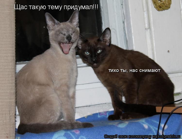 Щас такую тему придумал!!! тихо ты, нас снимают... Котоматрица: Щас такую тему придумал!!! тихо ты, нас снимают