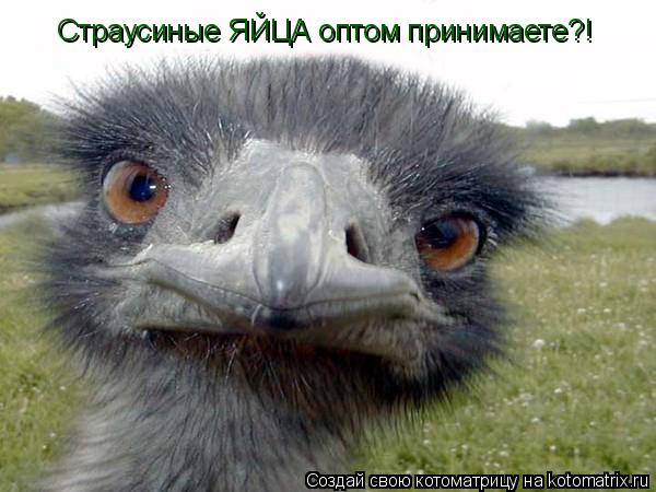 Котоматрица: Страусиные ЯЙЦА оптом принимаете?! Страусиные ЯЙЦА оптом принимаете?!