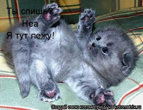 Котоматрица: Ты спишь?   Неа  Я тут лежу!
