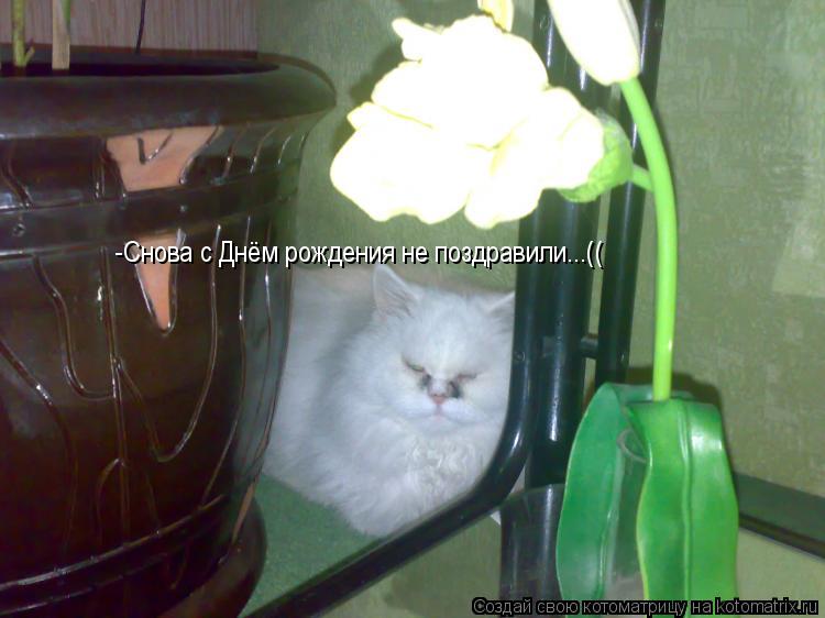 -Снова с Днём рождения не поздравили...((... Котоматрица: -Снова с Днём рождения не поздравили...((