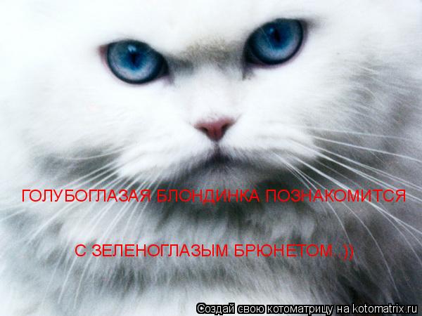 Котоматрица: ГОЛУБОГЛАЗАЯ БЛОНДИНКА ПОЗНАКОМИТСЯ  С ЗЕЛЕНОГЛАЗЫМ БРЮНЕТОМ..))