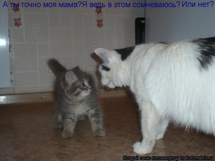 Котоматрица: А ты точно моя мама?Я ведь в этом сомневаюсь? Или нет?