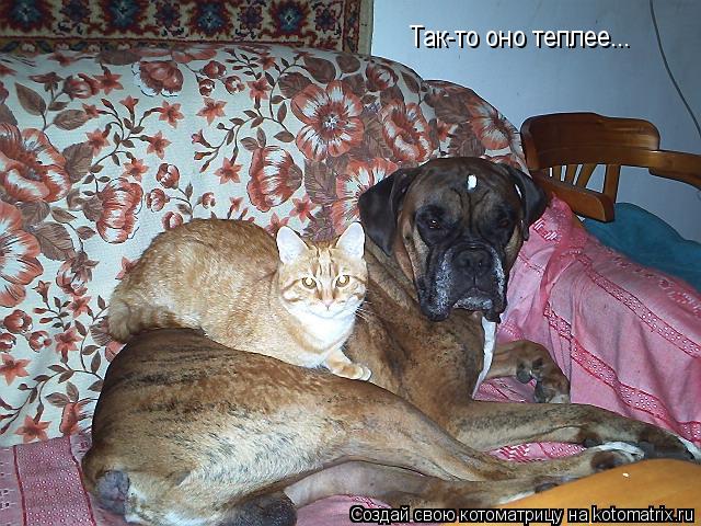 Котоматрица: Так-то оно теплее...