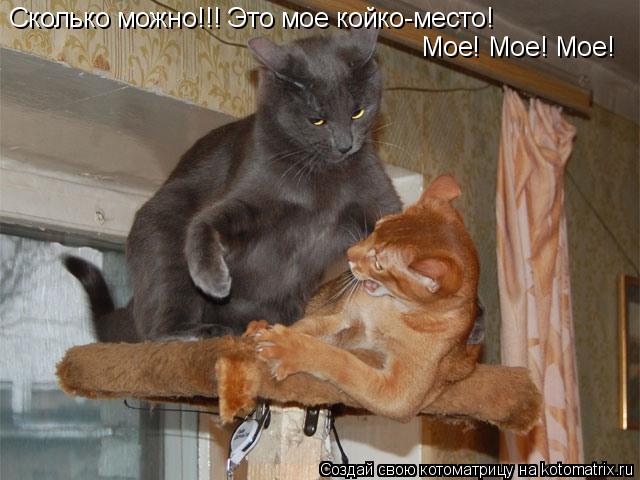 Сколько можно!!! Это мое койко-место! Мое! Мое! Мое!... Котоматрица: Сколько можно!!! Это мое койко-место! Мое! Мое! Мое!