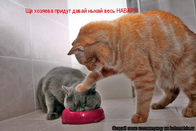 Котоматрица: Ща хозяева придут давай ныкай весь НАВАР!!! Ща хозяева придут давай ныкай весь НАВАР!!!