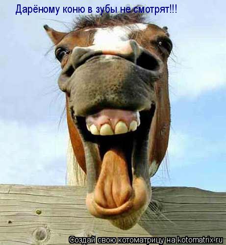 Котоматрица: Дарёному коню в зубы не смотрят!!!