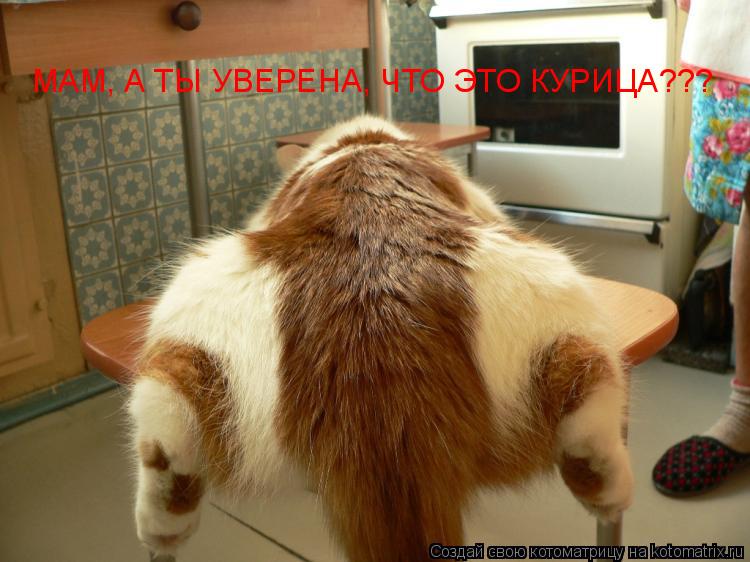 МАМ, А ТЫ УВЕРЕНА, ЧТО ЭТО КУРИЦА???... Котоматрица: МАМ, А ТЫ УВЕРЕНА, ЧТО ЭТО КУРИЦА???