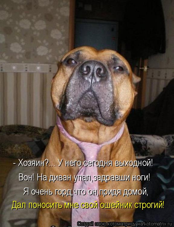 Котоматрица: - Хозяин?... У него сегодня выходной! Вон! На диван упал,задравши ноги! Я очень горд,что он,придя домой, Дал поносить мне свой ошейник строгий!