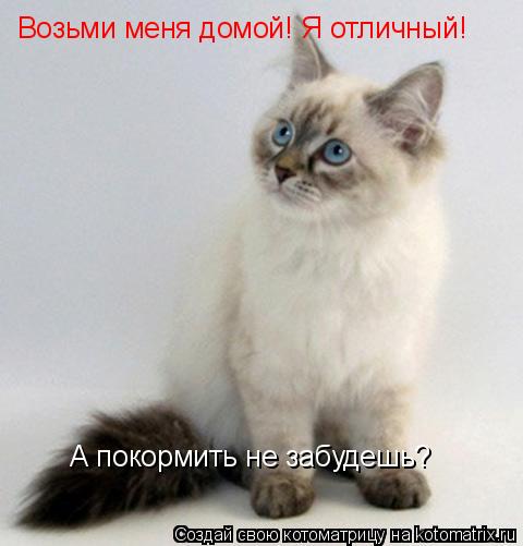 Возьми меня домой! Я отличный! А покормить не забудешь?... Котоматрица: Возьми меня домой! Я отличный! А покормить не забудешь?
