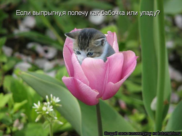 Если выпрыгну,я полечу как бабочка или упаду?... Котоматрица: Если выпрыгну,я полечу как бабочка или упаду?