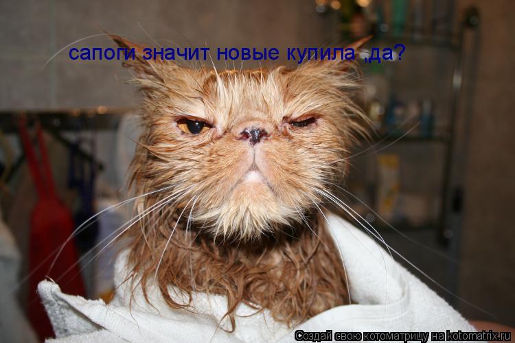 Котоматрица: сапоги значит новые купила ,да?