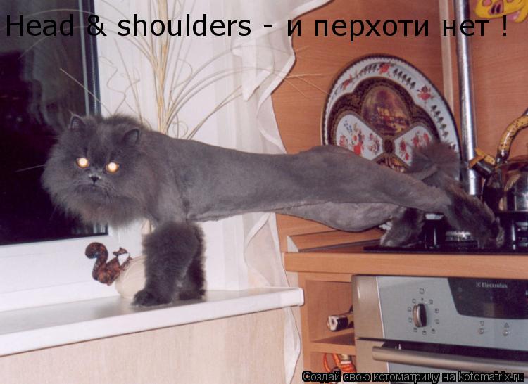 Head & shouldеrs - и перхоти нет !... Котоматрица: Head & shouldеrs - и перхоти нет !