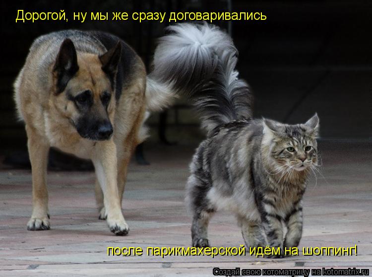 Дорогой, ну мы же сразу договаривались после парикмахерской идём на шоппинг!... Котоматрица: Дорогой, ну мы же сразу договаривались после парикмахерской идём на шоппинг!