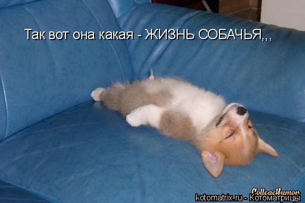 Так вот она какая - ЖИЗНЬ СОБАЧЬЯ,,,... Котоматрица: Так вот она какая - ЖИЗНЬ СОБАЧЬЯ,,,
