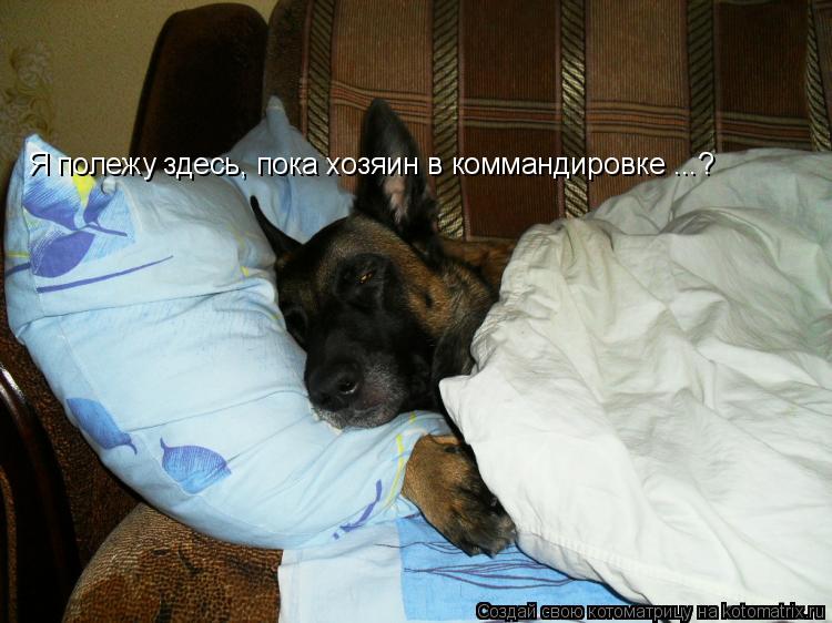 Котоматрица: Я полежу здесь, пока хозяин в коммандировке ...?