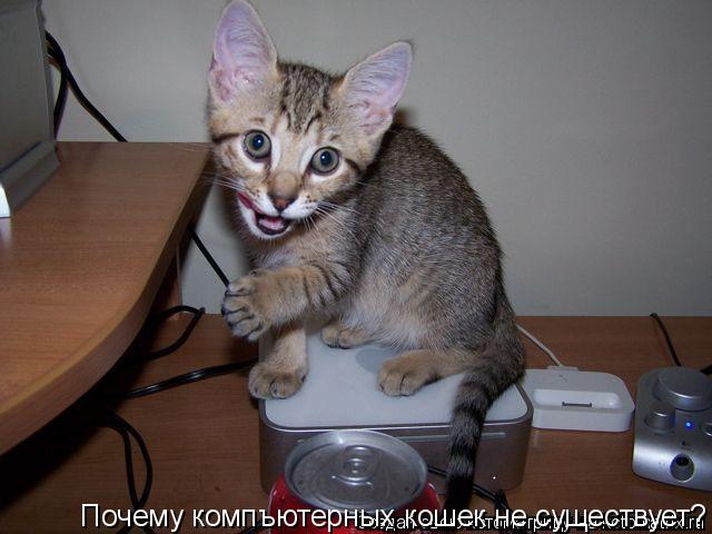 Почему компъютерных кошек не существует?... Котоматрица: Почему компъютерных кошек не существует?