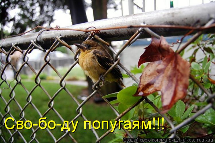 Котоматрица: Сво-бо-ду попугаям!!!
