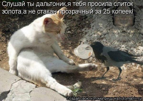Слушай ты дальтоник,я тебя просила слиток золота,а не стакан прозрачный за 25 копеек!... Котоматрица: Слушай ты дальтоник,я тебя просила слиток золота,а не стакан прозрачный за 25 копеек!