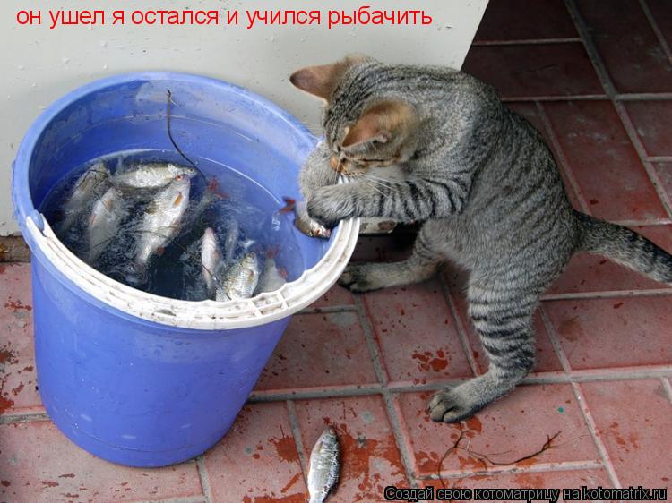 он ушел я остался и учился рыбачить... Котоматрица: он ушел я остался и учился рыбачить