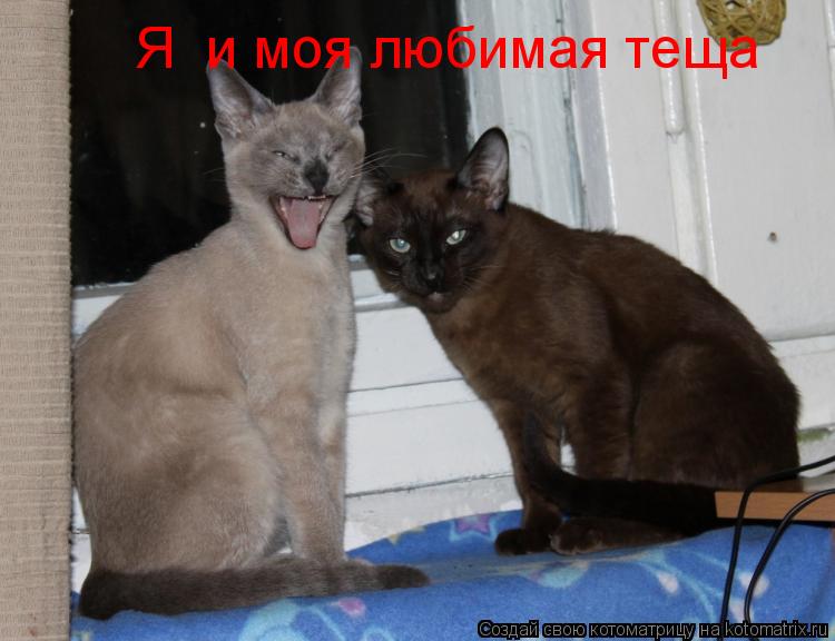Я и моя любимая теща... Котоматрица: Я и моя любимая теща