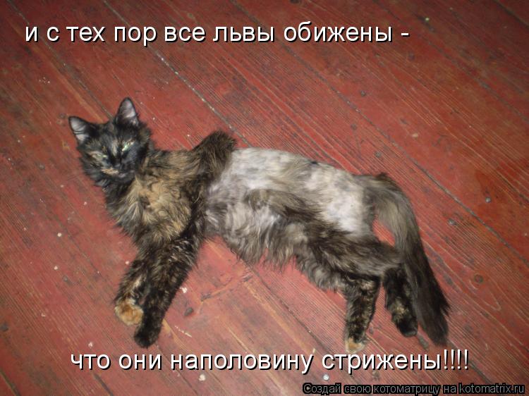 и с тех пор все львы обижены - что они наполовину стрижены!!!!... Котоматрица: и с тех пор все львы обижены - что они наполовину стрижены!!!!