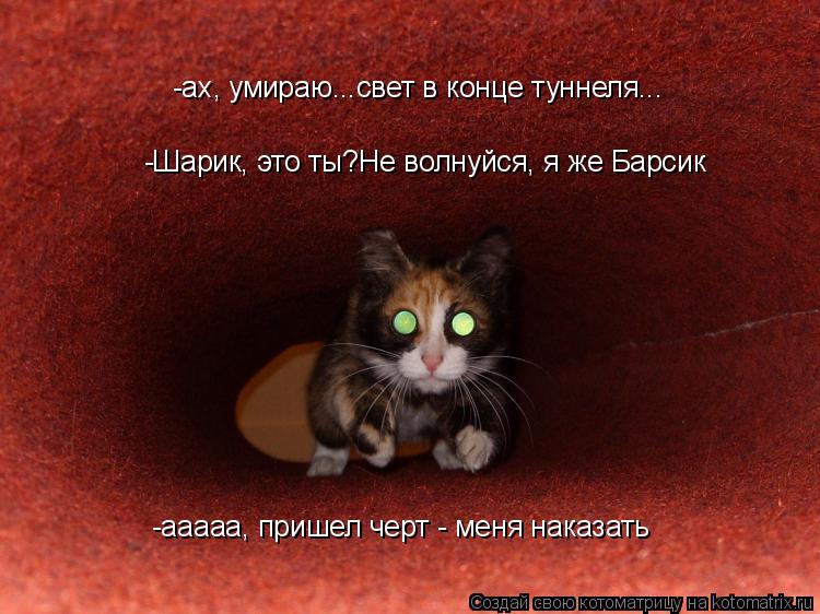 Котоматрица: -ах, умираю...свет в конце туннеля... -Шарик, это ты?Не волнуйся, я же Барсик -ааааа, пришел черт - меня наказать