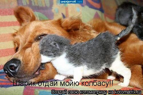 Шарик отдай мойю колбасу!!... Котоматрица: Шарик отдай мойю колбасу!!