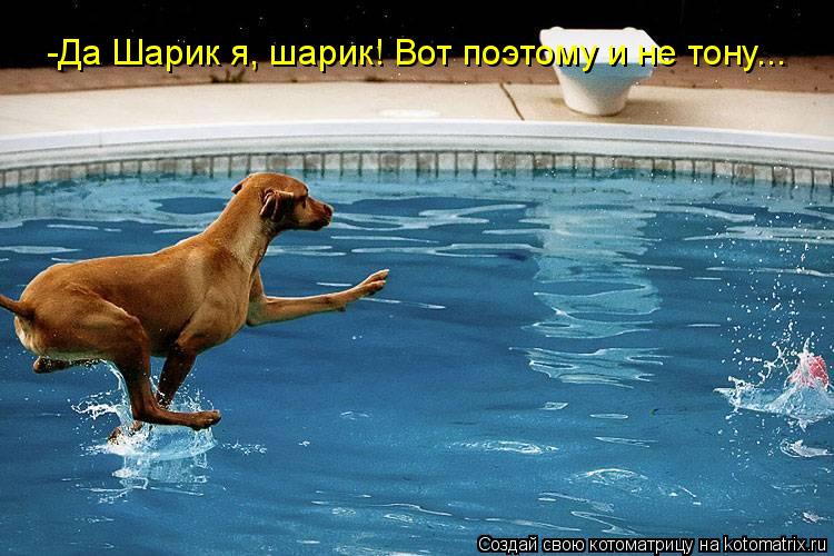 -Да Шарик я, шарик! Вот поэтому и не тону...... Котоматрица: -Да Шарик я, шарик! Вот поэтому и не тону...