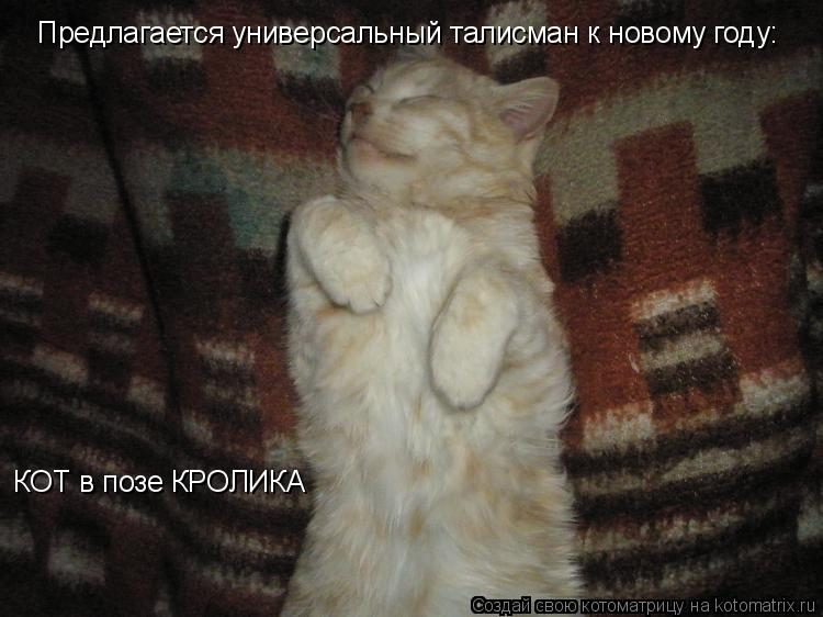 Предлагается универсальный талисман к новому году: КОТ в позе КРОЛИКА... Котоматрица: Предлагается универсальный талисман к новому году: КОТ в позе КРОЛИКА