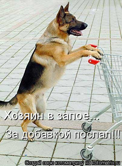 Хозяин в запое... За добавкой послал!!!... Котоматрица: Хозяин в запое... За добавкой послал!!!