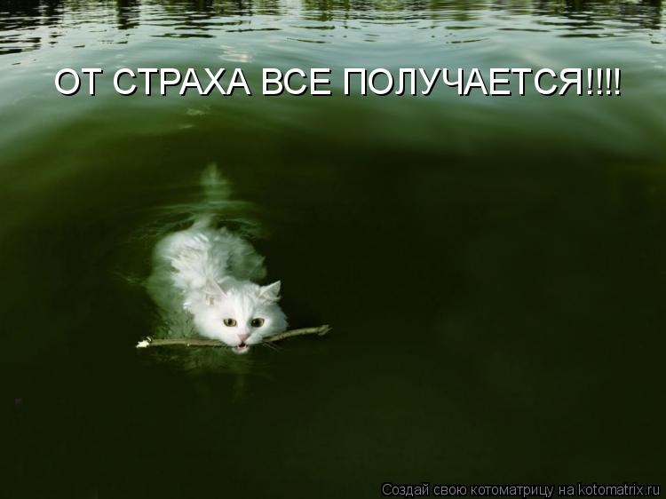 ОТ СТРАХА ВСЕ ПОЛУЧАЕТСЯ!!!!... Котоматрица: ОТ СТРАХА ВСЕ ПОЛУЧАЕТСЯ!!!!