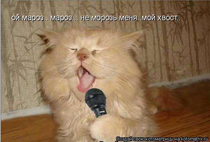 ой мароз.. мароз... не морозь меня..мой хвост..... Котоматрица: ой мароз.. мароз... не морозь меня..мой хвост..