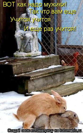 ВОТ как надо мужики! Так что вам еще Учится,учится И еще раз учится!... Котоматрица: ВОТ как надо мужики! Так что вам еще Учится,учится И еще раз учится!