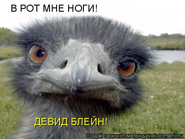 В РОТ МНЕ НОГИ! ДЕВИД БЛЕЙН!... Котоматрица: В РОТ МНЕ НОГИ! ДЕВИД БЛЕЙН!