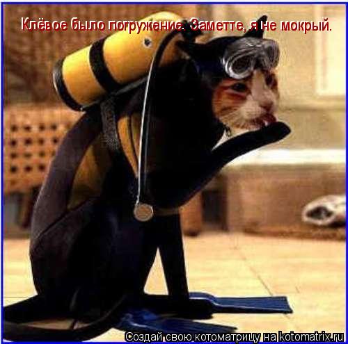 Клёвое было погружение. Заметте, я не мокрый. Клёвое было погружение. Заметте, я не мокрый.... Котоматрица: Клёвое было погружение. Заметте, я не мокрый. Клёвое было погружение. Заметте, я не мокрый.