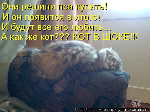 Они решили пса купить! И он появится в итоге! И будут все его любить... А как же кот??? КОТ В ШОКЕ!!!... Котоматрица: Они решили пса купить! И он появится в итоге! И будут все его любить... А как же кот??? КОТ В ШОКЕ!!!