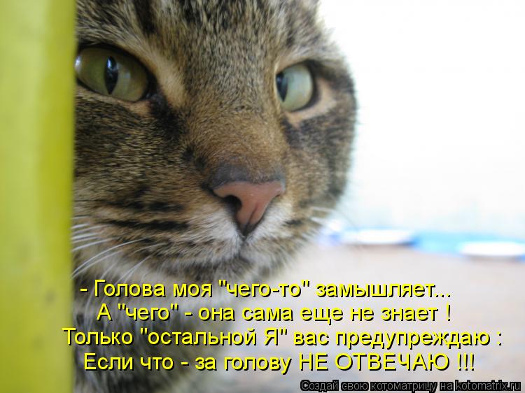 Если что - за голову НЕ ОТВЕЧАЮ !!! Только "остальной Я" вас предупреждаю : А "чего" - она сама еще н... Котоматрица: Если что - за голову НЕ ОТВЕЧАЮ !!! Только "остальной Я" вас предупреждаю : А "чего" - она сама еще не знает ! - Голова моя "чего-то" замышляет...