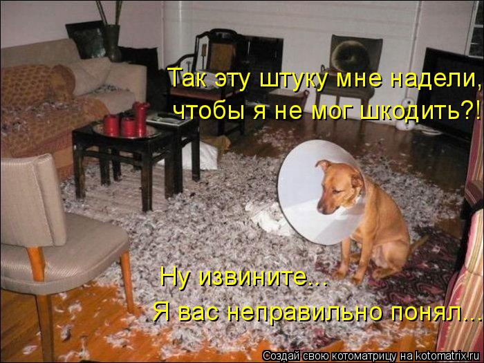 Котоматрица: Так эту штуку мне надели,  чтобы я не мог шкодить?! Ну извините...  Я вас неправильно понял...